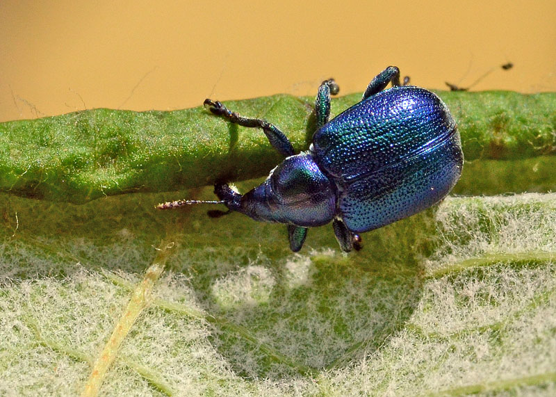 Byctiscus betulae all'' opera